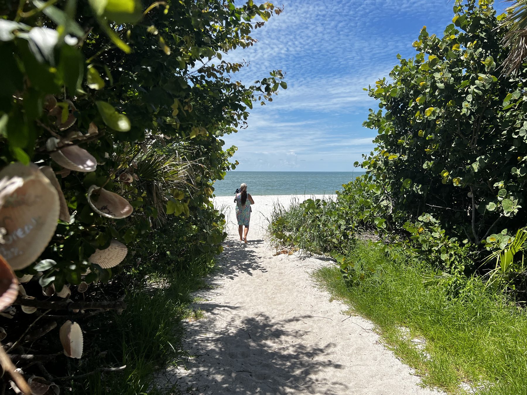 Beach access path through sea grape