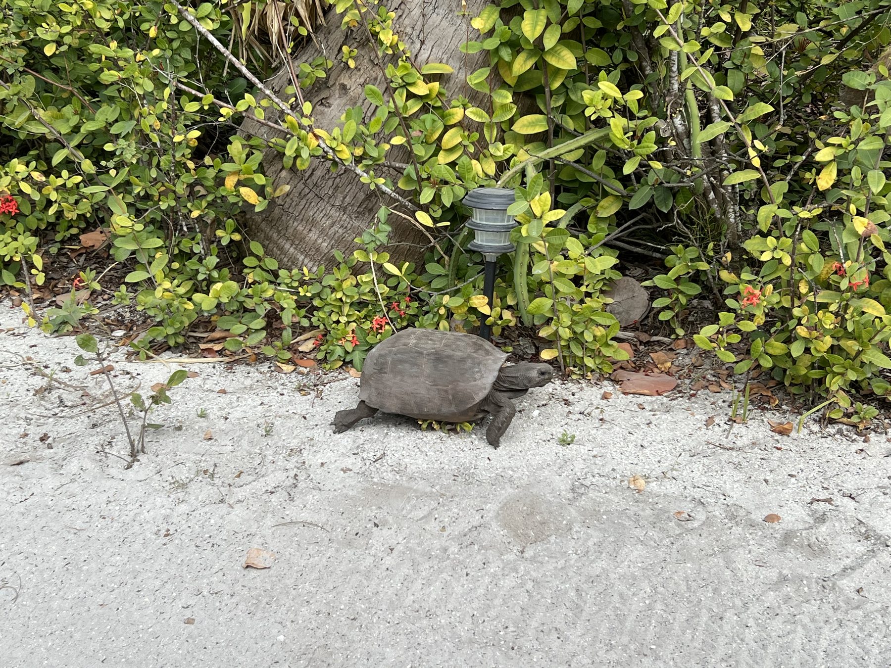 Gopher tortoise on the nature preserve trail
